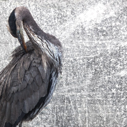 Morning Ablutions Morning Ablutions